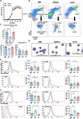 Myeloid-derived suppressor cell-derived osteoclasts with bone resorption capacity in the joints of arthritic SKG mice